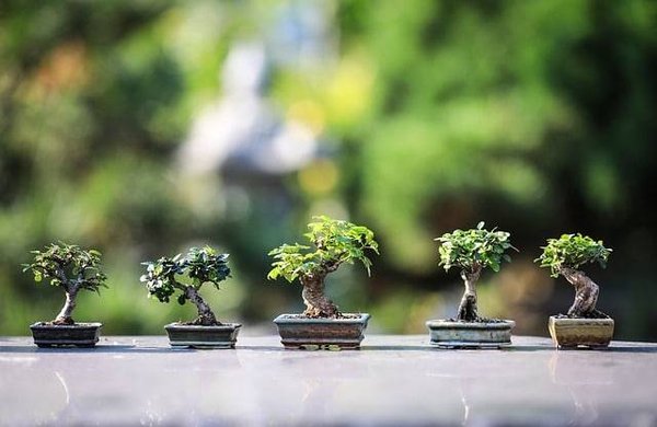 Quelles sont les plantes et fleurs adaptées à son climat et à son sol ?